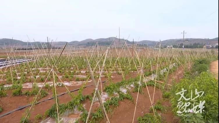 8188cc威尼斯(中国)有限公司官网