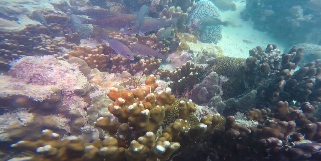 8188cc����˹(�й�)���޹�˾����